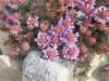 dscf3793_small.jpg